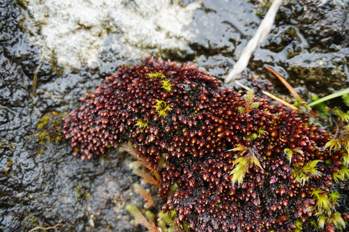 Glossy Red Bryum Moss (Imbribryum miniatum)