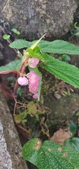 Begonia malabarica