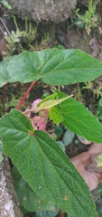 Begonia malabarica