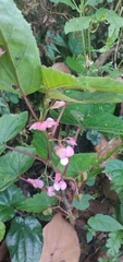 Begonia malabarica