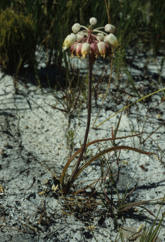 Lachenalia montana