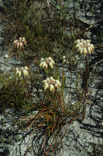 Lachenalia montana