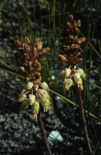 Lachenalia montana
