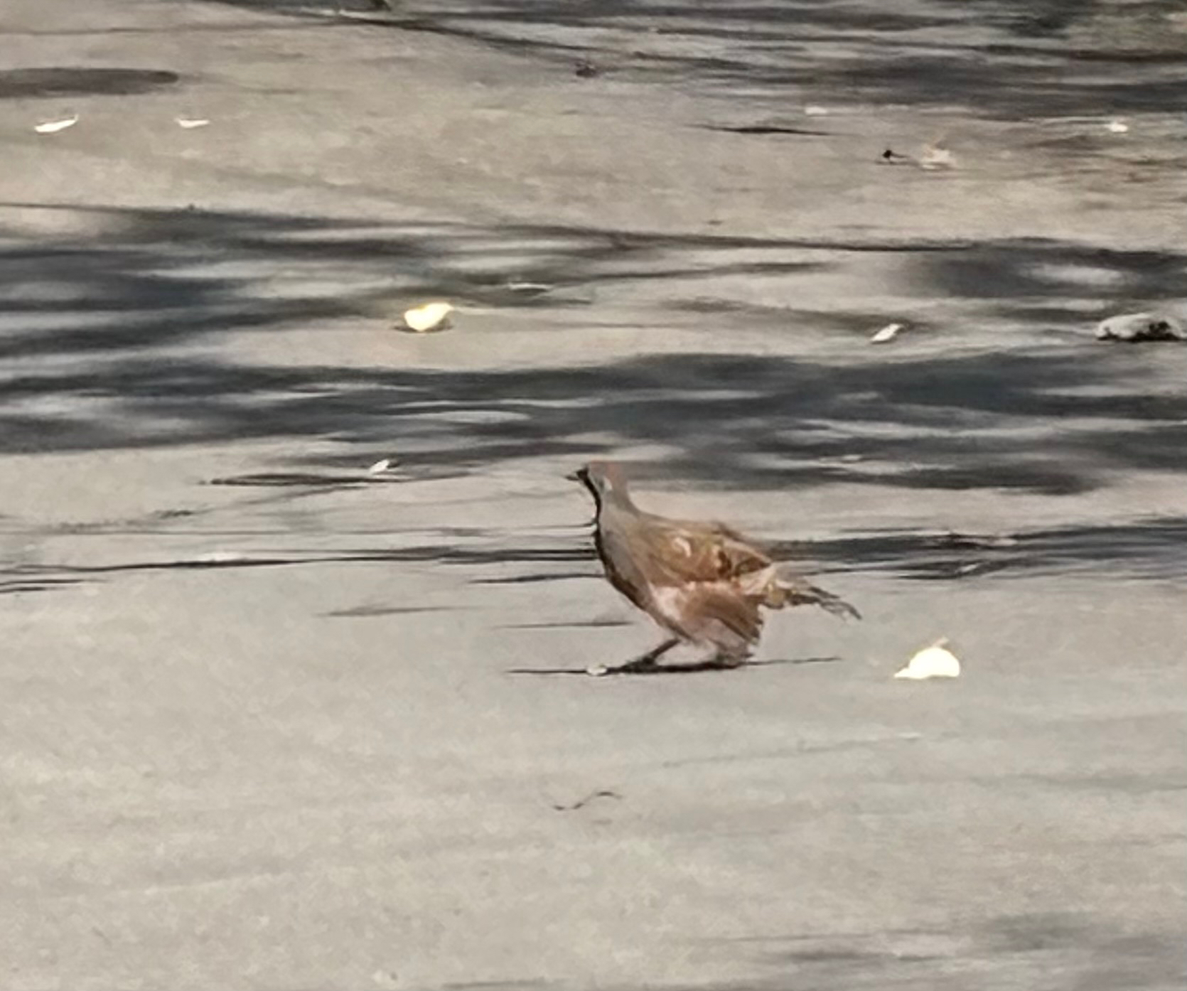 Taiwan Bamboo Partridge (Bambusicola sonorivox), photo 2
