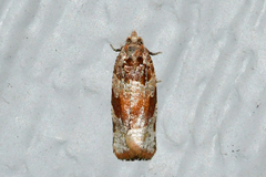 Argyrotaenia kimballi