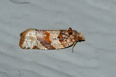 Argyrotaenia kimballi