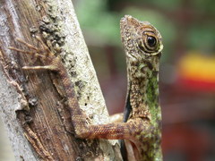 Draco melanopogon