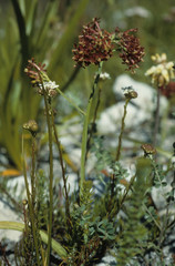 Codonorhiza micrantha