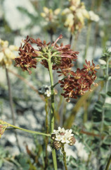 Codonorhiza micrantha