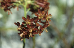 Codonorhiza micrantha