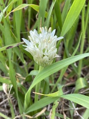 Allium erdelii