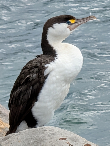 Phalacrocorax varius observed 2026-03-02