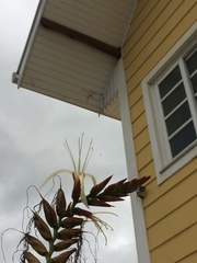 Alcantarea imperialis