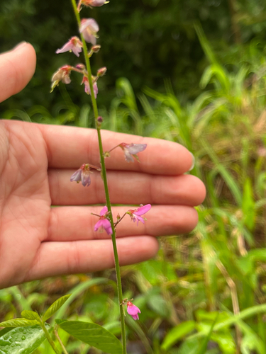 Desmodium incanum observed 2026-03-17