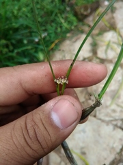 Scaphyglottis fasciculata