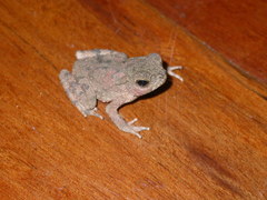 Phrynoidis juxtasper