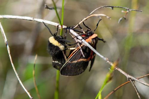 Kodiosoma fulvum photo 2