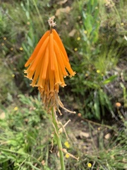 Kniphofia evansii