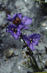 Aristea spiralis