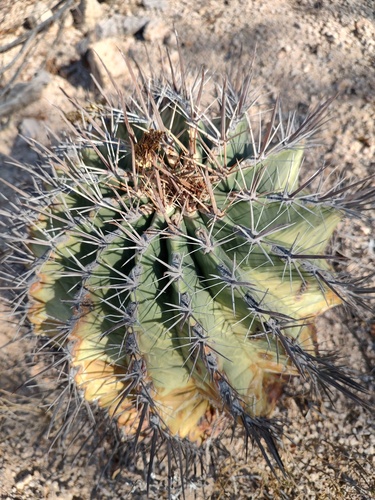 Townsend's barrel cactus (Ferocactus townsendianus)