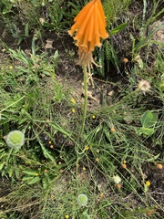 Kniphofia evansii