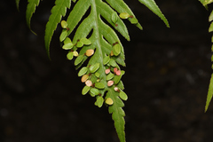 Woodwardia orientalis