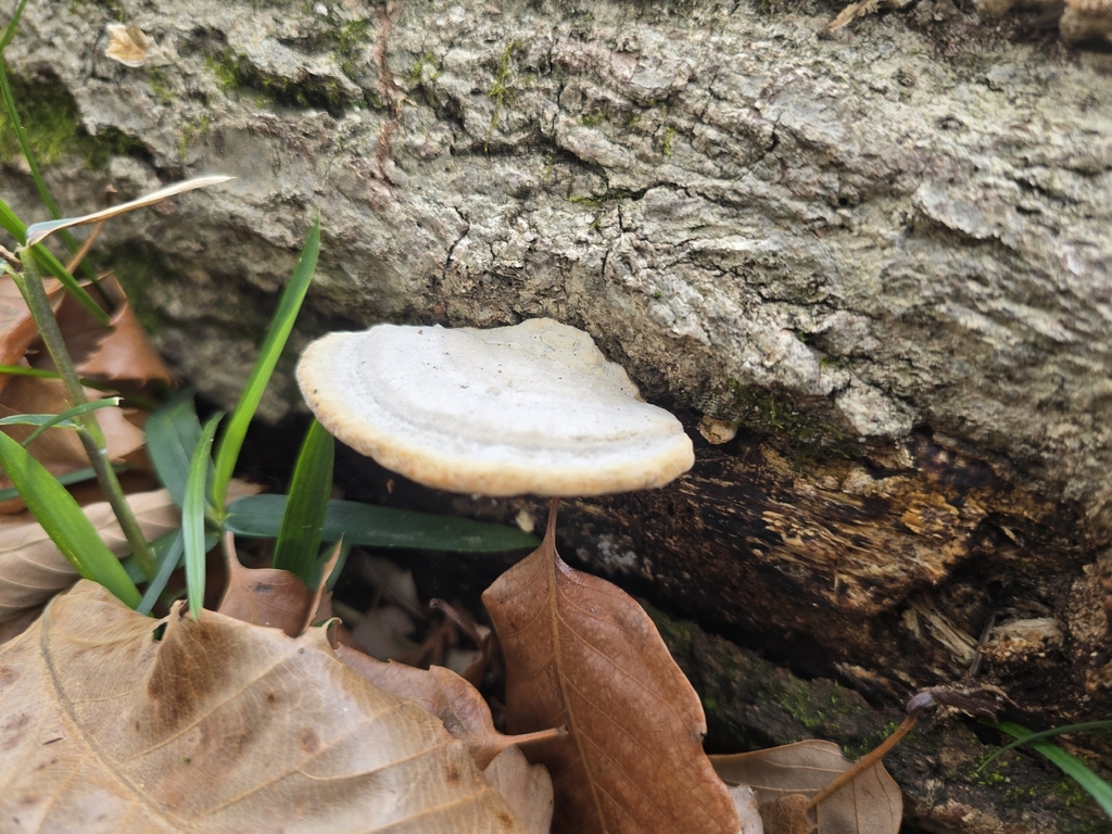Trametes orientalis · March 2026 · photo: © tbc_watanabe (iNaturalist, cc-by-sa)