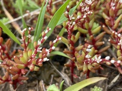 Sedum microcarpum