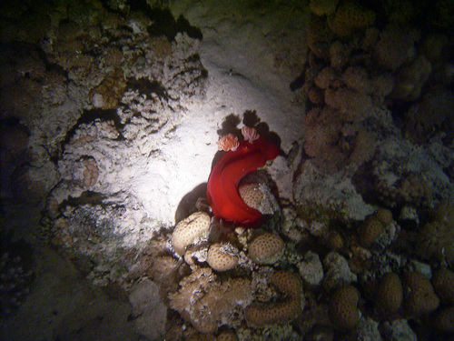 Hexabranchus sanguineus