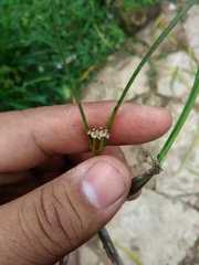 Scaphyglottis fasciculata