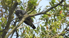 Columba pulchricollis