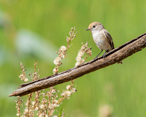 Red-capped Robin