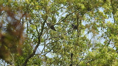 Columba pulchricollis