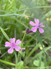 Silene aegyptiaca