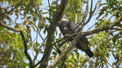 Columba pulchricollis