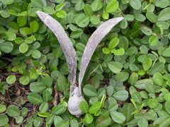 Dipterocarpaceae