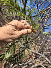 Pseudosmodingium andrieuxii