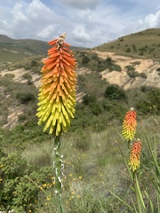 Kniphofia ritualis