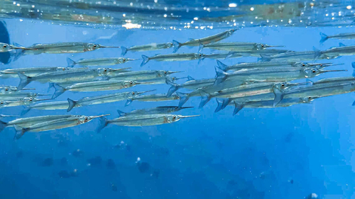 Pacific silverstripe halfbeak (Hyporhamphus naos) — Hemiramphidae