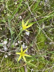 Gagea chlorantha