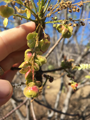 Pseudosmodingium andrieuxii
