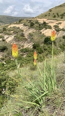 Kniphofia ritualis