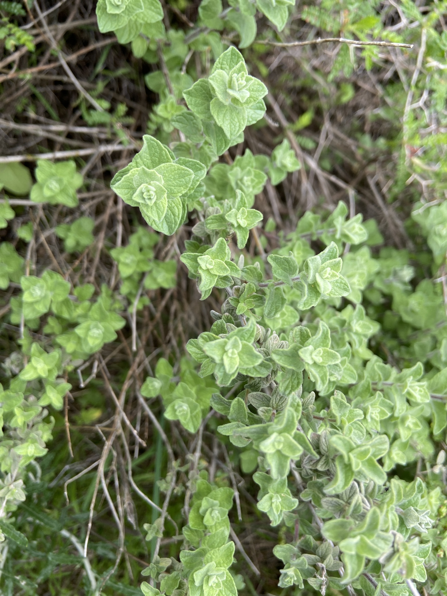 Origanum syriacum