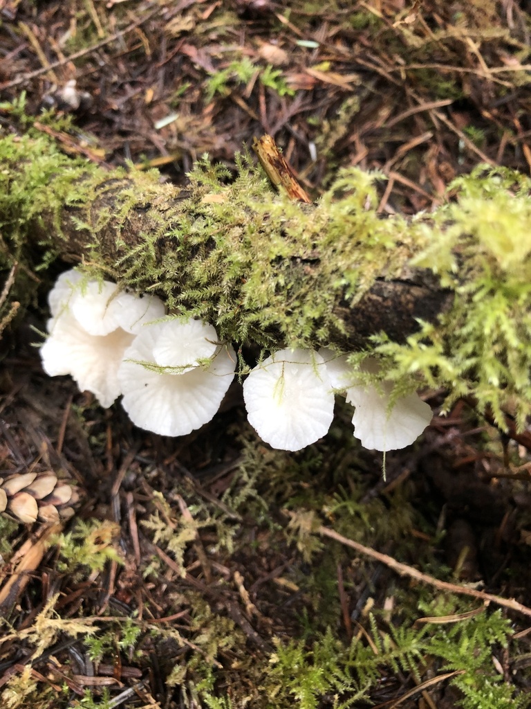 Marasmiellus candidus · March 2026 · photo: © mattyd112 (iNaturalist, cc-by)