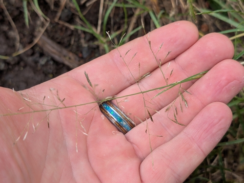 Eragrostis tenuifolia (Eragrostis tenuifolia)