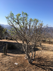 Pseudosmodingium andrieuxii