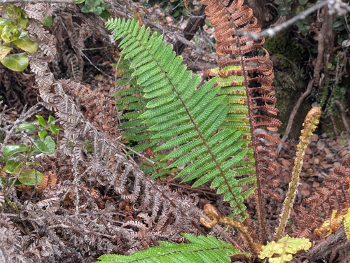 Dryopteris wallichiana, photograph 3