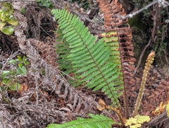 Dryopteris wallichiana, photograph author not stated, no rights reserved
