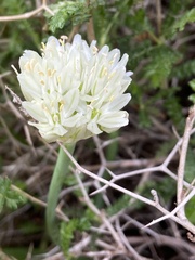 Allium erdelii