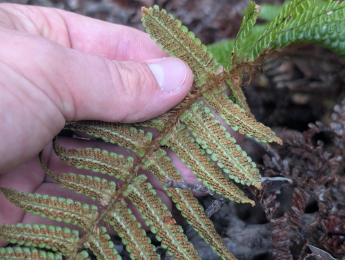 Dryopteris wallichiana, photograph 4